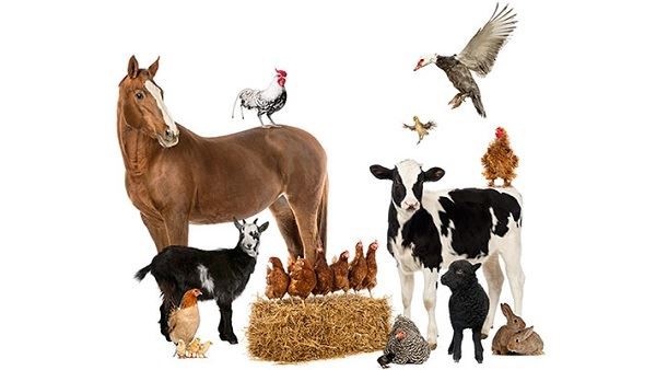 Lycopene For Livestock And Poultry Breeding Lycopene For Livestock And Poultry Breeding